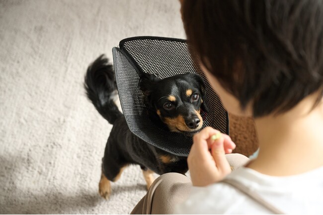 ペットの安心と快適さを叶える、メッシュ素材のエリザベスカラー新発売!