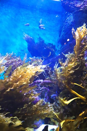 四国水族館でワカメの展示を開始