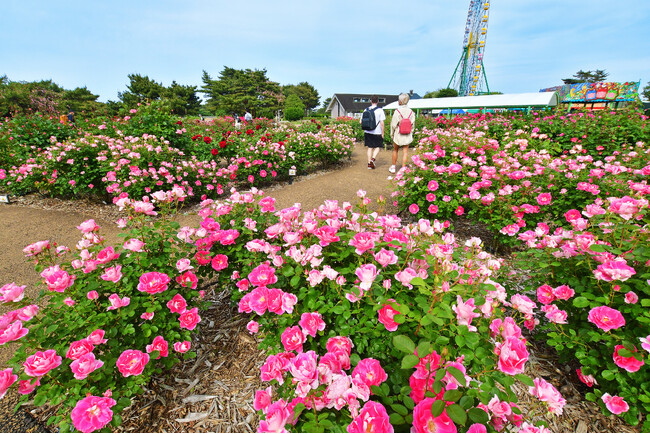 バラ まもなく見頃です(国営ひたち海浜公園)