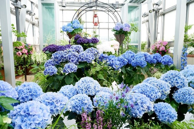 ファンケル 銀座スクエアで「あじさいガーデン2025」を開催!