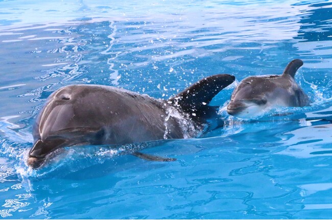 【仙台うみの杜水族館】バンドウイルカの赤ちゃん誕生!!【2025年5月28日(水)誕生!】