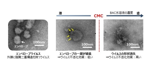 界面活性剤「塩化ベンザルコニウム」のウイルス不活化メカニズムを解明