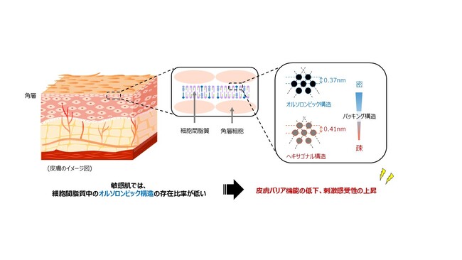 皮膚バリア機能が低下傾向にある敏感肌とセラミドの実態研究