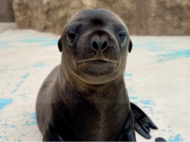 サンシャイン水族館で6月に生まれた新しい仲間 アシカの仔の愛称が「ジョイ」に決定