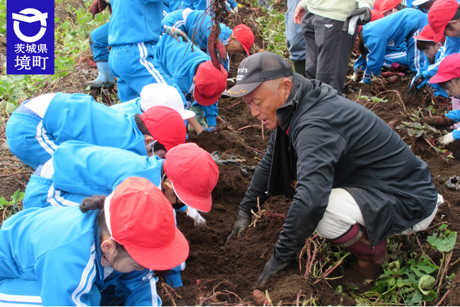 ≪茨城県境町≫境町内小学生農業体験 特産干し芋用いもほり体験を実施いたします!