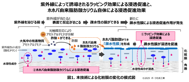 紫外線を味方につけて、水に強く崩れにくいUVカット膜により浸透促進する技術を開発