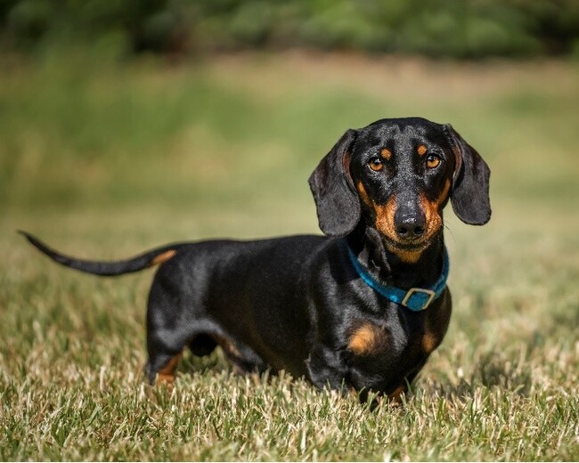 遺伝子検査の普及が犬の「進行性網膜萎縮症(PRA)」リスクを大きく低下