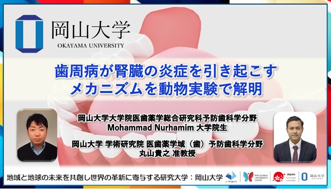 【岡山大学】歯周病が腎臓の炎症を引き起こすメカニズムを動物実験で解明