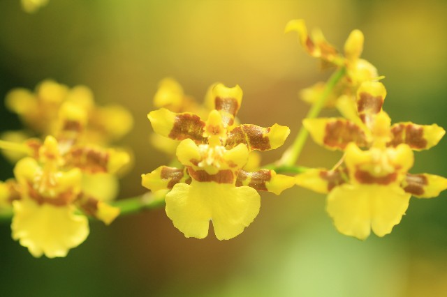 【海洋博公園】~黄金色の花に包まれる~ オンシジウム・スファケラツム開花