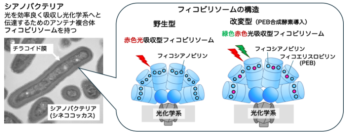 【東京農業大学(共同研究)】光合成アンテナの性能を酵素で調整