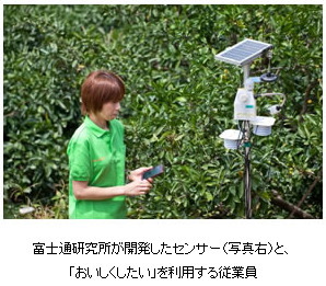 株式会社早和果樹園（所在地：和歌山県有田市、代表取締役社長：秋竹　新吾、以下、早和果樹園）と富士通＜６７０２＞（東１）は、「有田みかん」で知られる高品質で美味しいみかんの生産性向上を目指し、みかん栽培へのＩＣＴ（情報通信技術）活用に関する実証実験を開始する。