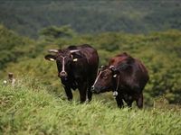 黒毛和牛のイメージ（画像提供：イトーヨーカ堂）