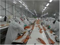 Salmones Humboldt S.A.社の加工場の様子（写真提供：三菱商事）