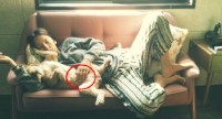 イ・ヒョリは19日、自分のツイッターに「ふん！ちっ！ぽんっ！」というコメント共に愛犬スンシムと昼寝をしている写真を公開した。写真＝イ・ヒョリのツイッターより