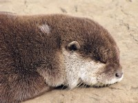 タイムマネジメント（時間管理）と生産性を考えるうえで、睡眠は、やや扱いにくい事があります。十分に睡眠を取らなければ、ベストの仕事はできません。一方で、時間管理のアドバイスの1つで私も非常に好んでいるものに、早起きして運動をしたり、最も重要な仕事に取り組むというものがあります。これらのメッセージは矛盾するものでしょうか？