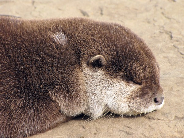 タイムマネジメント(時間管理)と生産性を考えるうえで、睡眠は、やや扱いにくい事があります。十分に睡眠を取らなければ、ベストの仕事はできません。一方で、時間管理のアドバイスの1つで私も非常に好んでいるものに、早起きして運動をしたり、最も重要な仕事に取り組むというものがあります。これらのメッセージは矛盾するものでしょうか? タイムマネジメント(時間管理)と生産性を考えるうえで、睡眠は、やや扱いにくい事があります。十分に睡眠を取らなければ、ベストの仕事はできません。一方で、時間管理のアドバイスの1つで私も非常に好んでいるものに、早起きして運動をしたり、最も重要な仕事に取り組むというものがあります。これらのメッセージは矛盾するものでしょうか?