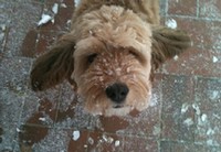 イ・ヒョリは1月31日、自身のツイッターに「雪犬」という短いコメントと共に1枚の写真を投稿した。写真には、背中や顔に雪が積もったまま、飼い主イ・ヒョリを見つめている愛犬スンシムが収められている。写真=イ・ヒョリのツイッター イ・ヒョリは1月31日、自身のツイッターに「雪犬」という短いコメントと共に1枚の写真を投稿した。写真には、背中や顔に雪が積もったまま、飼い主イ・ヒョリを見つめている愛犬スンシムが収められている。写真=イ・ヒョリのツイッター