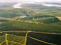 イパネマ農園（写真：三菱商事）