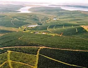 イパネマ農園（写真：三菱商事）
