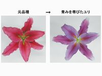 画像：サントリーホールディングス