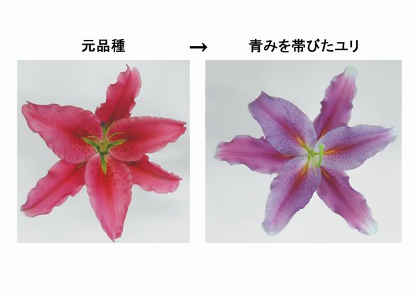 画像：サントリーホールディングス