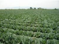 ローソンファーム大分豊後大野で栽培中のキャベツ（写真：ローソン）