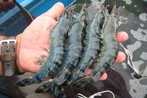 今回養殖するブラックタイガー（写真：双日）