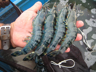 今回養殖するブラックタイガー（写真：双日）