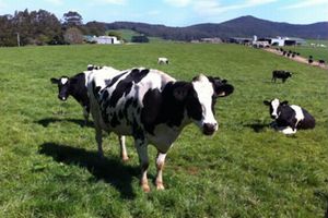 豪州における酪農業イメージ（画像：三菱商事）