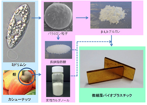 ミドリムシ/カシューナッツ殻から微細藻バイオプラスチックへの製造工程(画像:NEC) ミドリムシ/カシューナッツ殻から微細藻バイオプラスチックへの製造工程(画像:NEC)