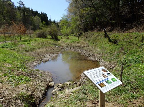 埼玉製作所寄居工場 東側ビオトープ（写真：ホンダ）