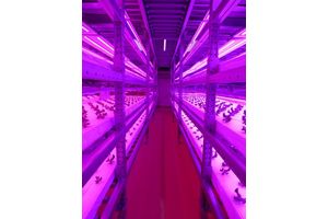 栽培室 内部（写真：昭和電工）