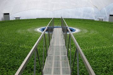 ドーム型植物工場「グランパドーム」の内部（写真：カゴメ）