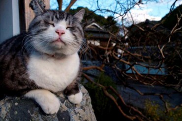 渋谷ヒカリエに色んな「ねこ」が大集合! - 岩合光昭写真展～ねこ～