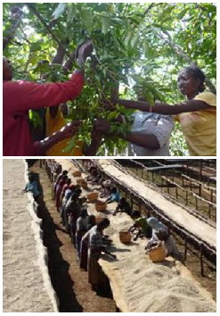 キーコーヒー＜２５９４＞（東１）は『珈琲探訪』と銘うち、世界中から生産国ごとに地域や農園等を限定し品質の優れたコーヒー豆を全国のキーコーヒー直営ショップ及びＫＥＹ　ＣＯＦＦＥＥ通販倶楽部で数量限定発売している。