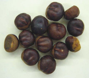 寿スピリッツは、栃の実ポリフェノール『ヘリコバクター・ピロリ接着抑制剤』の特許を去る、１１月８日付けで取得したと、このほど発表した。