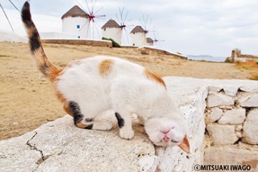 世界のネコの今日 - 岩合光昭の写真展「ねこ歩き」船橋・奈良・高崎で開催