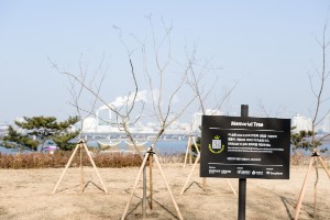 EXOディオ（D.O.）の22歳の誕生日を記念する“ディオの木”。写真＝ツリープラネット