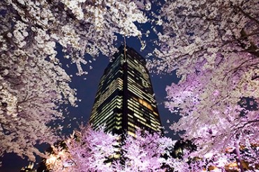 東京ミッドタウンでお花見「ミッドタウン・ブロッサム 2014」開催、スパークリングワインの振る舞いも
