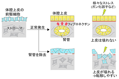 今回の発見の概要をまとめた図（京都大学の発表資料より）