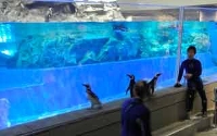 すみだ水族館は、4月26日から5月6日に、ペンギンたちが水槽の外に出て館内の一部を自由に行動する「すみだ水族館 ペンギンタイム」を開催する。