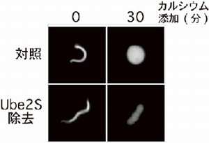 九州大学、受精卵が分裂を開始するメカニズムを解明 不妊治療法
