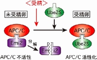 受精卵の分裂開始の分子メカニズムを示す図。未受精卵ではEmi2の結合によってAPC/Cが不活性化され分裂が停止しているが、受精卵では(分解した)Emi2に換わってUbe2SがAPC/C に結合し、APC/Cを活性化させることで細胞分裂を開始させる。 受精卵の分裂開始の分子メカニズムを示す図。未受精卵ではEmi2の結合によってAPC/Cが不活性化され分裂が停止しているが、受精卵では(分解した)Emi2に換わってUbe2SがAPC/C に結合し、APC/Cを活性化させることで細胞分裂を開始させる。