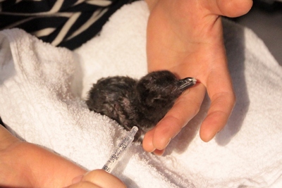 4月30日に誕生したマゼランペンギンの赤ちゃん