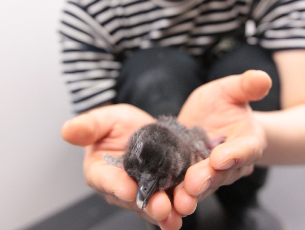 4月30日に誕生したマゼランペンギンの赤ちゃん