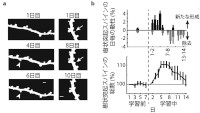 ａ） 学習中に経時的に見た樹状突起の例。新たにスパインが形成される（矢じり）一方で、除去されるスパイン（矢印）も見られた。
ｂ） 樹状突起スパインの学習中の動性。運動学習前はスパインの数に大きな変化は見られないが、学習を開始すると、運動野内で新たなシナプス結合が形成され、運動野の神経回路が変化することが分かる。学習初期に新たなシナプスが形成され、数日遅れて古いシナプスが間引かれていき、最終的な総数は変わらずに学習に関連した回路が保たれる。
