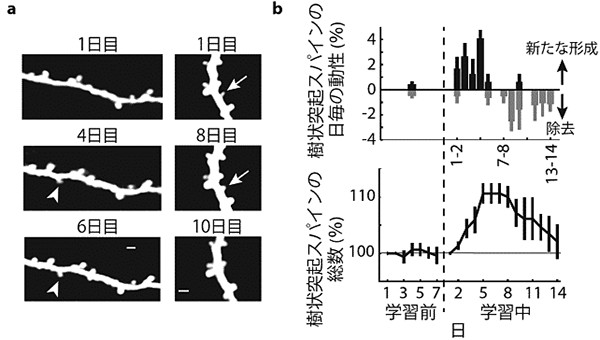 ａ） 学習中に経時的に見た樹状突起の例。新たにスパインが形成される（矢じり）一方で、除去されるスパイン（矢印）も見られた。
ｂ） 樹状突起スパインの学習中の動性。運動学習前はスパインの数に大きな変化は見られないが、学習を開始すると、運動野内で新たなシナプス結合が形成され、運動野の神経回路が変化することが分かる。学習初期に新たなシナプスが形成され、数日遅れて古いシナプスが間引かれていき、最終的な総数は変わらずに学習に関連した回路が保たれる。