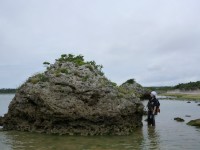 （写真2）今回の研究に用いられた35トン級の津波石（東北大学の発表資料より）
