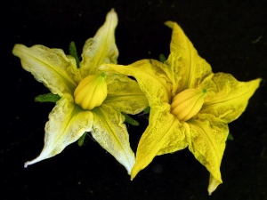 トマト品種マイクロトムの花の色の薄い変異体(左)と野生株(右) トマト品種マイクロトムの花の色の薄い変異体(左)と野生株(右)