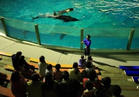 鴨川シーワールドは、夏休み限定の夜の特別プログラム「ナイトアドベンチャー」を7月24日から8月30日にかけて実施する。